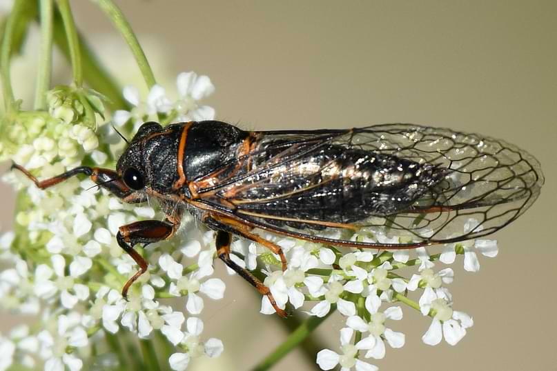 Putnam's Cicada Platypedia putnami columbia county northwest oregon