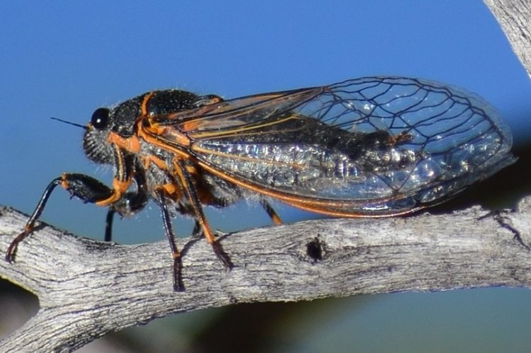 Putnam’s Cicada Platypedia putnami – Wild Columbia County