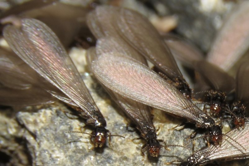 Western Subterranean Termite Reticulitermes hesperus flying adults columbia county northwest oregon