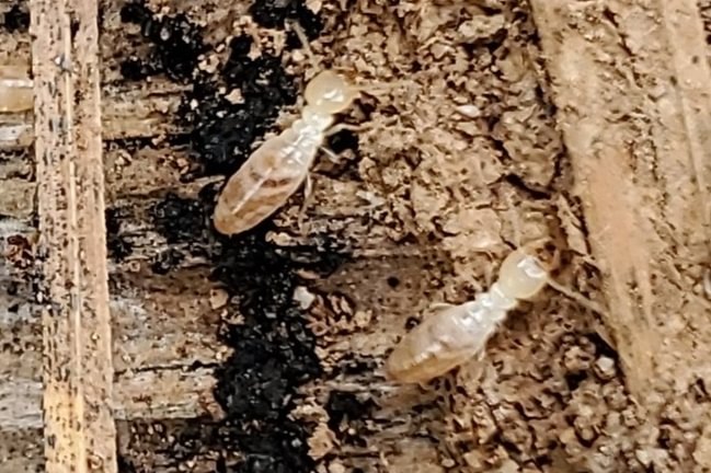 Western Subterranean Termite Reticulitermes hesperus worker columbia county northwest oregon