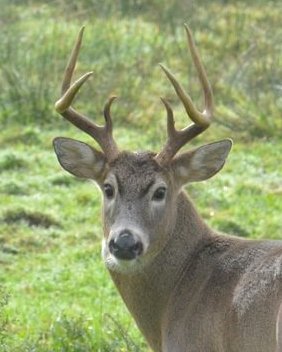 Columbian White-tailed Deer Odocoileus virginianus leucurus whitetail columbia county northwest oregon
