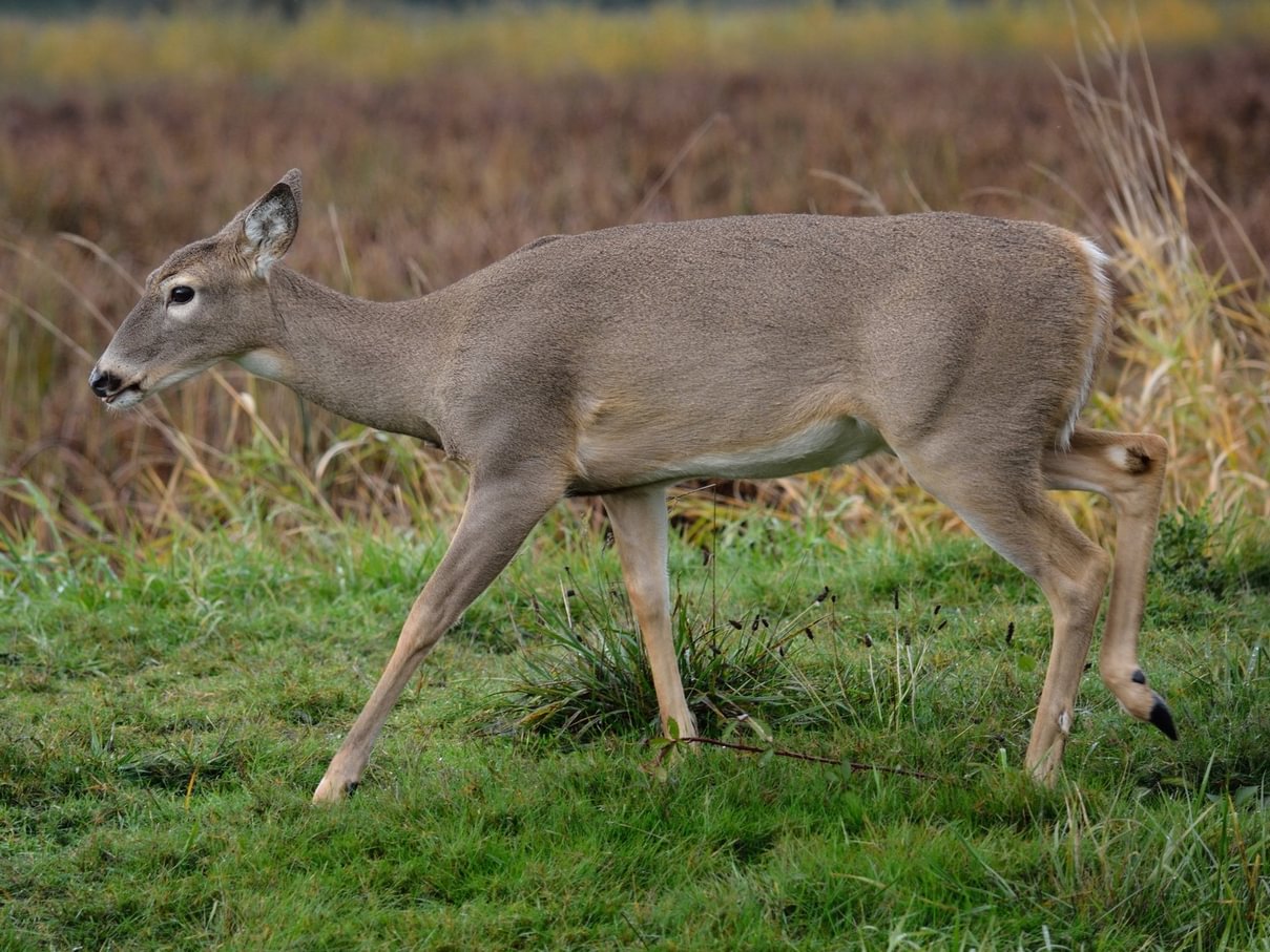 Columbian White-tailed Deer Odocoileus virginianus leucurus whitetail columbia county northwest oregon