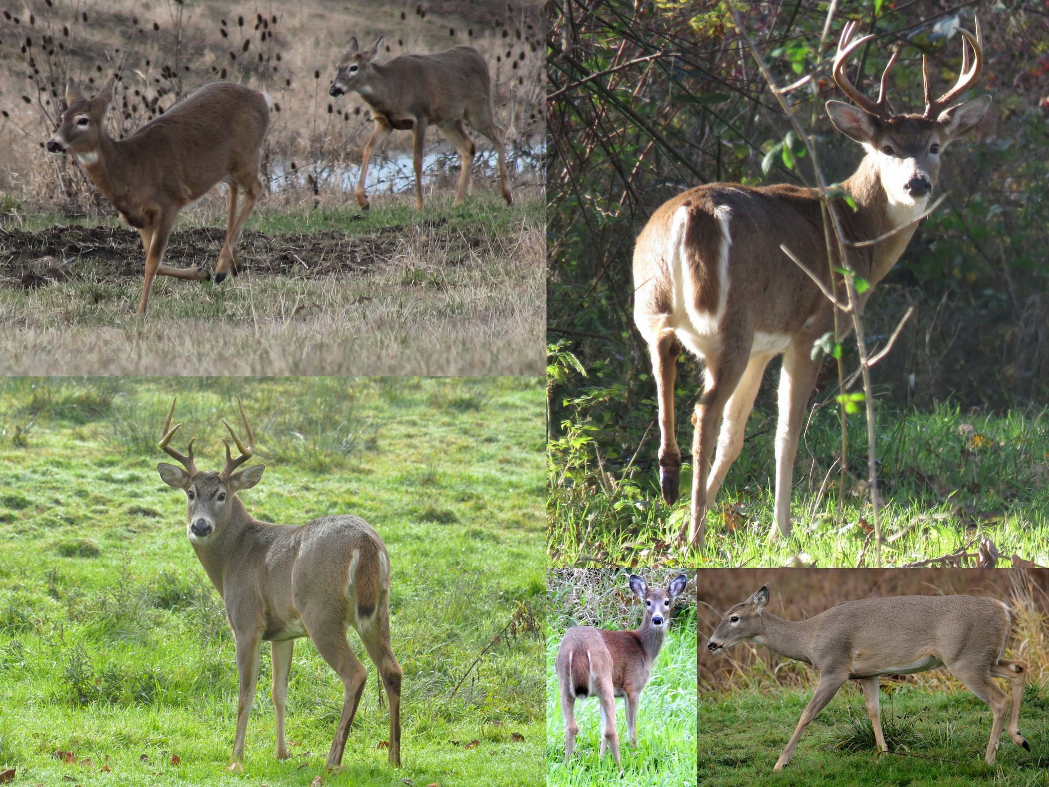 Columbian White-tailed Deer Columbia County oregon