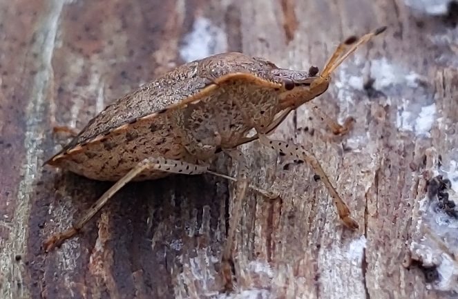 stink bug Sauvie Island columbia county northwest oregon