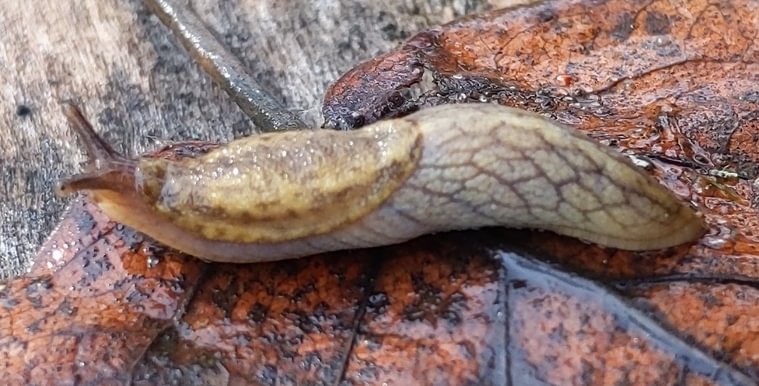 Reticulate Taildropper Sauvie Island columbia county northwest oregon