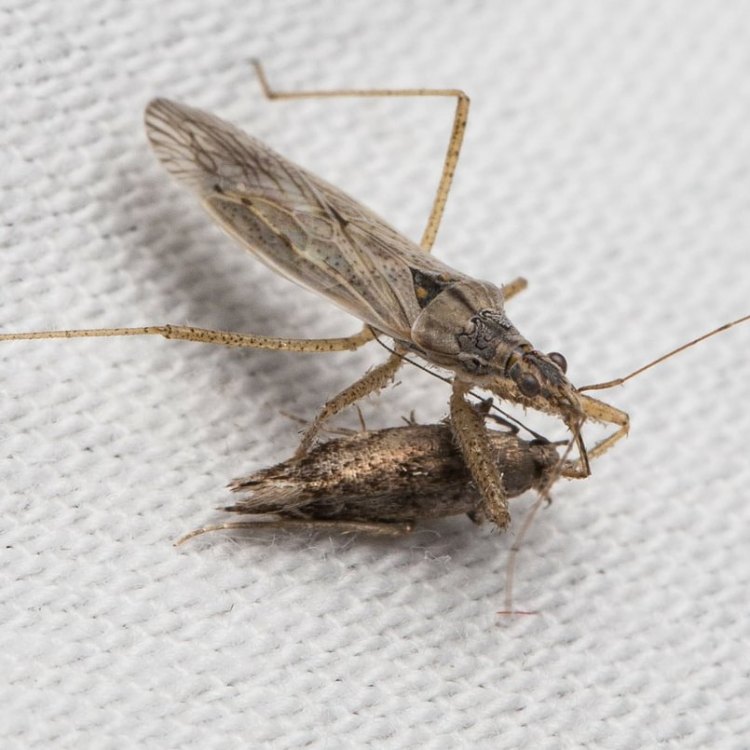 Western Damsel Bug Nabis alternatus columbia county northwest oregon