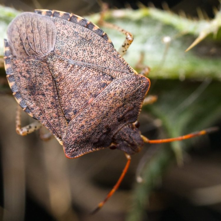 Consperse Stink Bug Euschistus conspersus columbia county northwest oregon