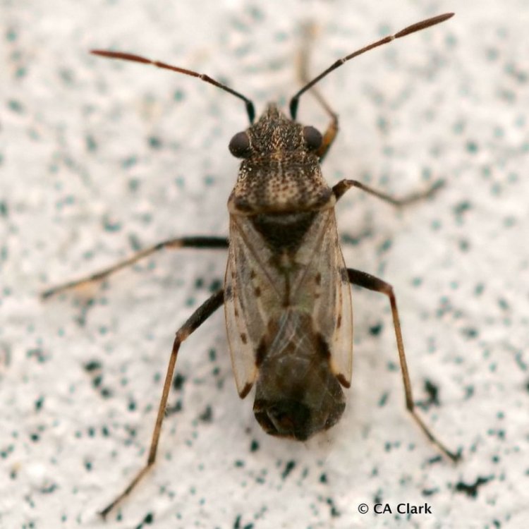 False Chinch Bugs Nysius columbia county oregon