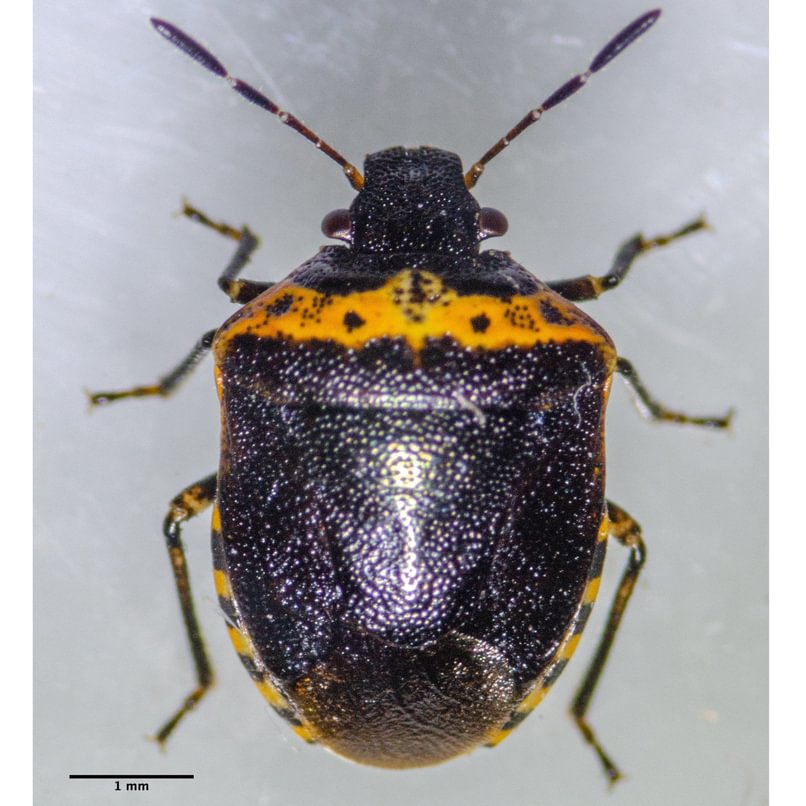 Figwort Stink Bug Cosmopepla uhleri columbia county northwest oregon