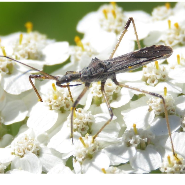 Four-spurred Assassin Bug Zelus tetracanthus columbia county northwest oregon