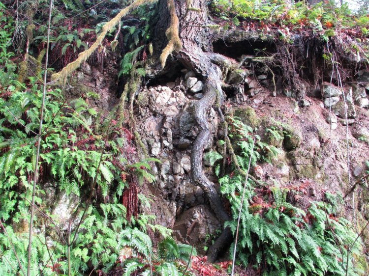 Cool Geology CZ Trail Crown Zellerbach Bonnie Falls Pisgah Columbia County Oregon