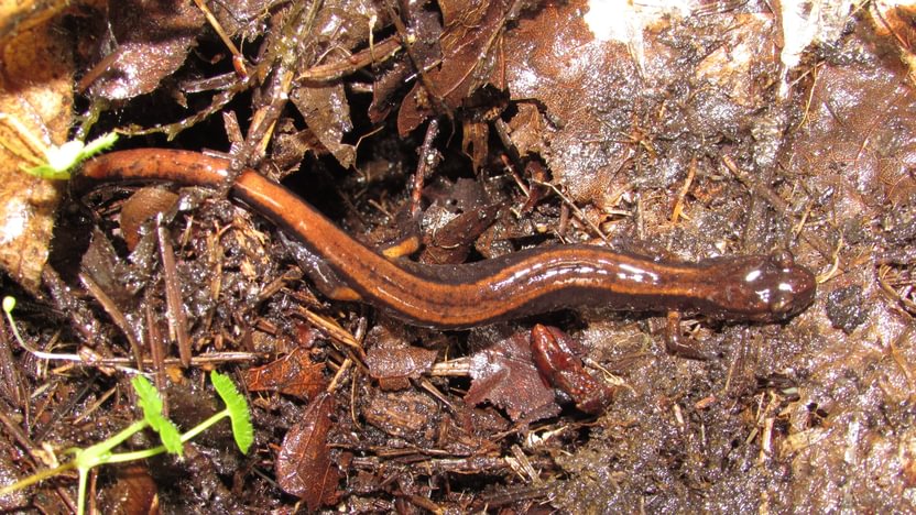 western red-backed salamander Cool Geology CZ Trail Crown Zellerbach Bonnie Falls Pisgah