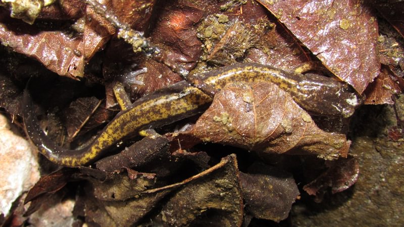 dunn's salamander Cool Geology CZ Trail Crown Zellerbach Bonnie Falls Pisgah