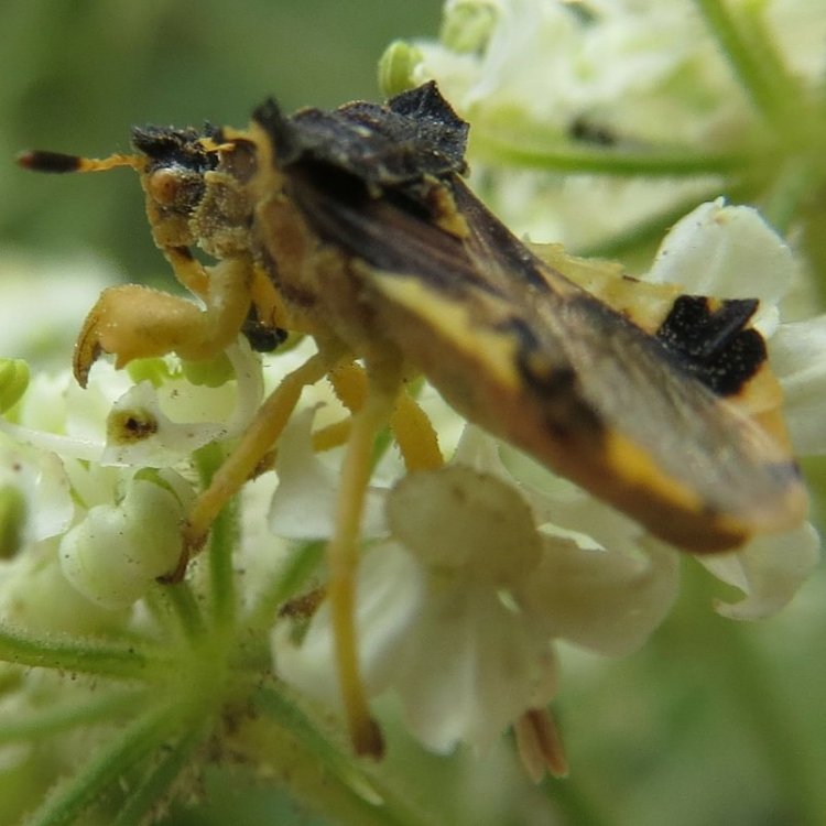 American Jagged Ambush Bug Phymata americana columbia county northwest oregon