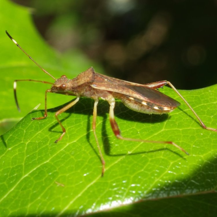 Lupine Bug Megalotomus quinquespinosus columbia county northwest oregon