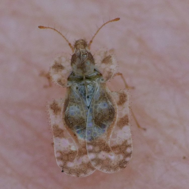 Chrysanthemum Lace Bug Corythucha marmorata columbia county northwest oregon