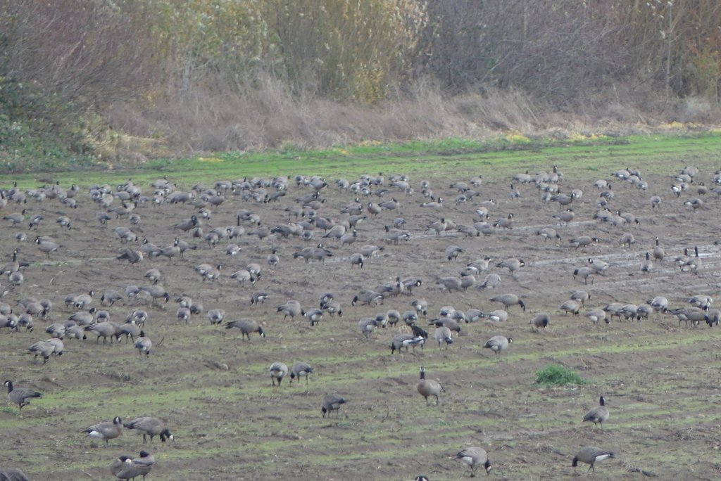 Small Cackling Goose Geese Branta hutchinsii minima sauvie island columbia county northwest oregon