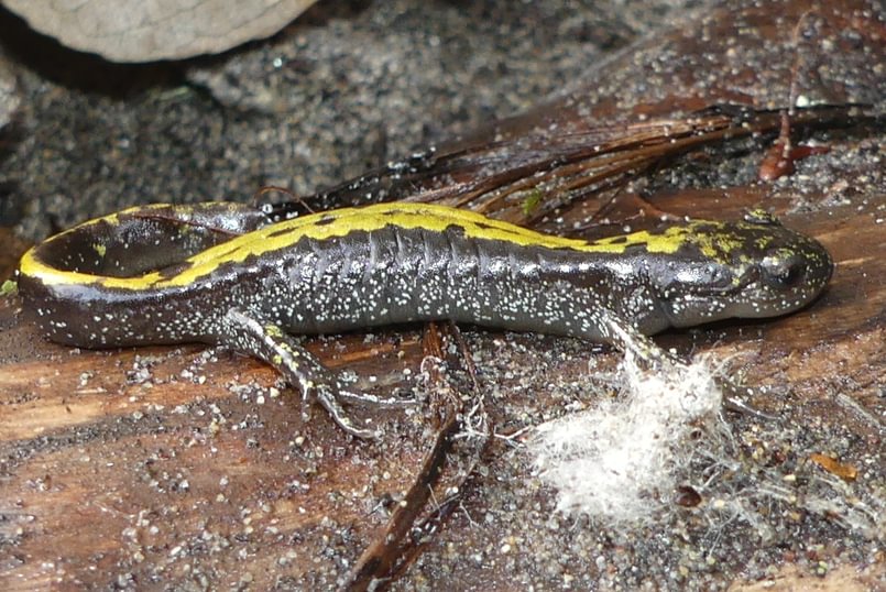 Western Long-toed Salamander Sauvie Island columbia county northwest oregon