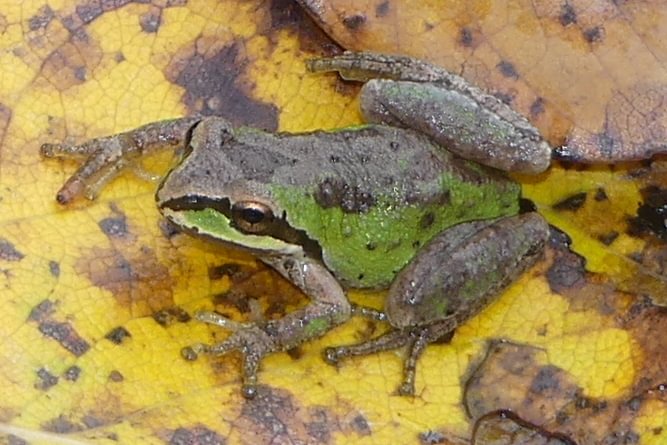 Northern Pacific Treefrog Sauvie Island columbia county northwest oregon