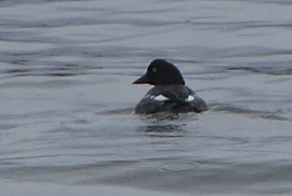 Common Goldeneye duck Sauvie Island columbia county northwest oregon