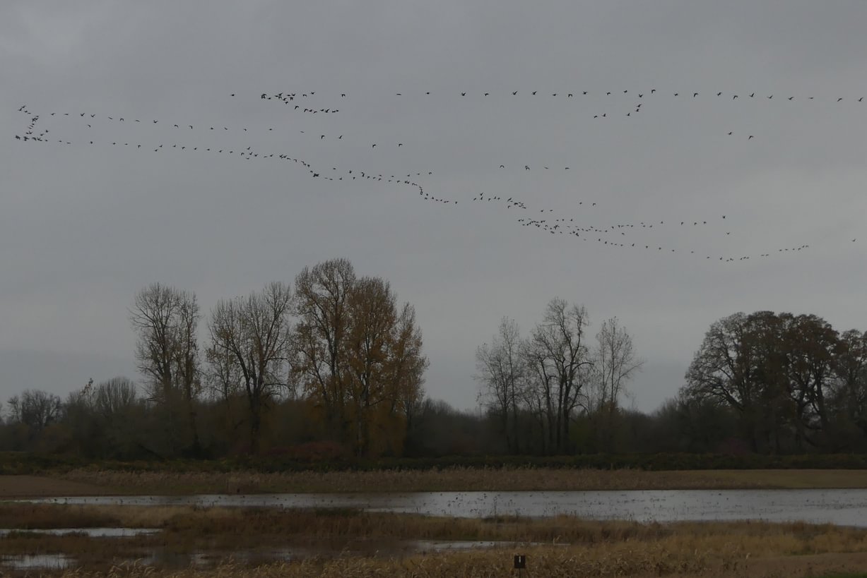 waterfowl and crane flocks Sauvie Island Columbia County northwest Oregon