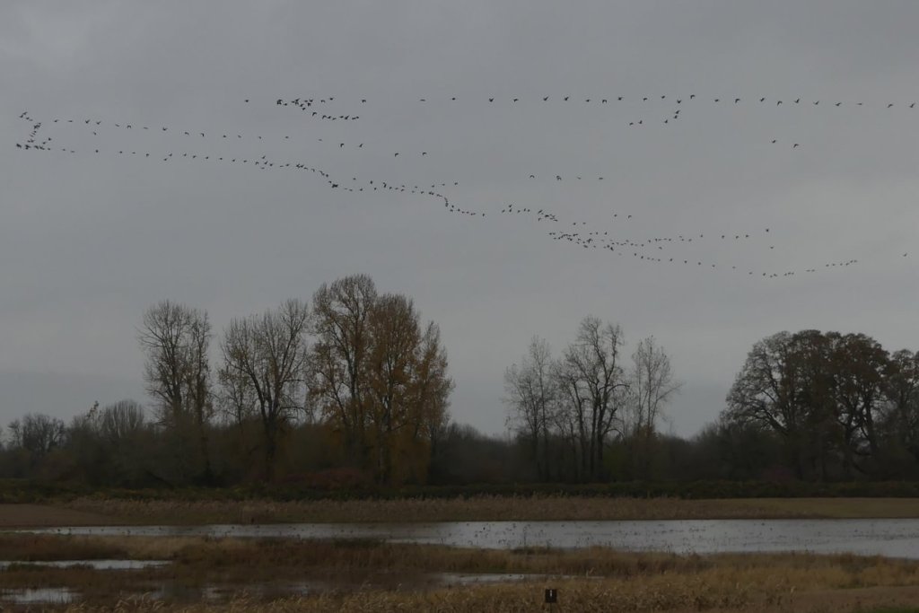waterfowl and crane flocks Sauvie Island Columbia County northwest Oregon