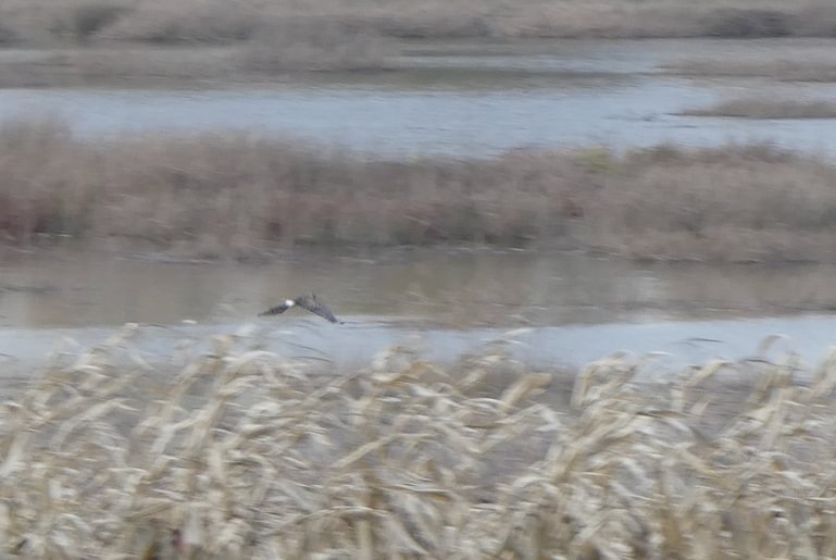 Northern Harrier Sauvie Island Columbia County northwest Oregon