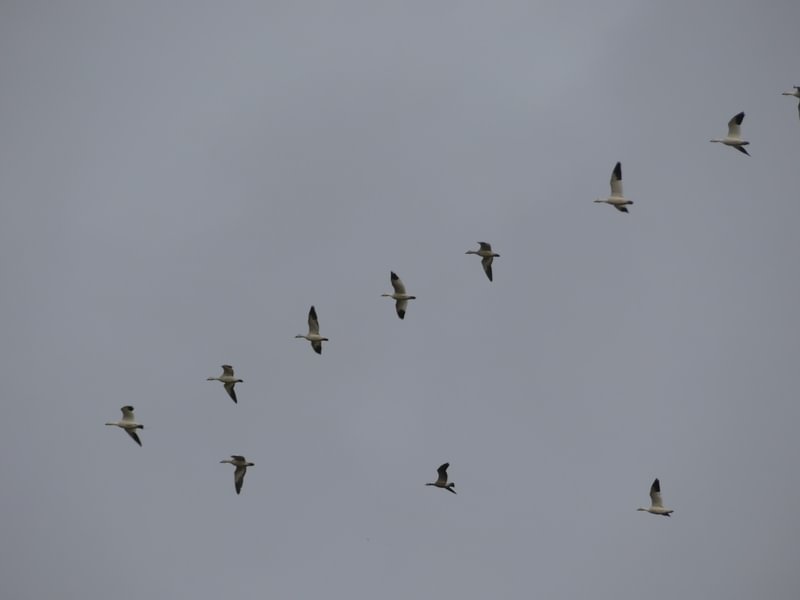 Snow Geese Sauvie Island Columbia County northwest Oregon