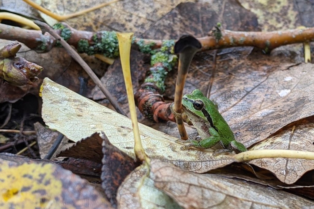 Northern Pacific Treefrog Pseudacris regilla Warrior Point trail sauvie island columbia county oregon
