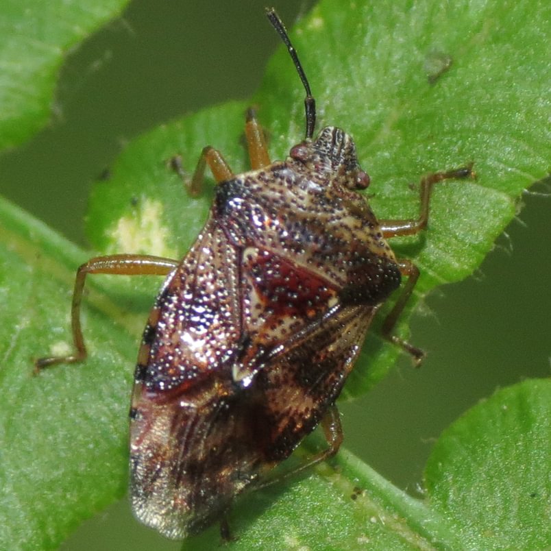 Edge-striped Shield Bug Elasmucha lateralis columbia county northwest oregon