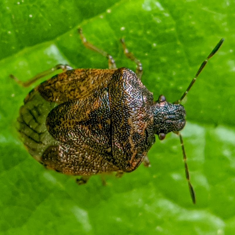 Small Stink Bug Cosmopepla intergressa columbia county northwest oregon