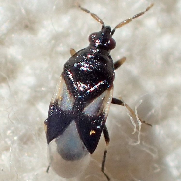 smokey flower bug Orius tristicolor columbia county northwest oregon