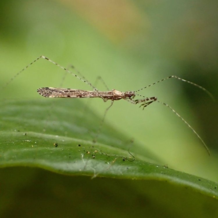 red-spotted thread-legged bug Empicoris rubromaculatus columbia county northwest oregon