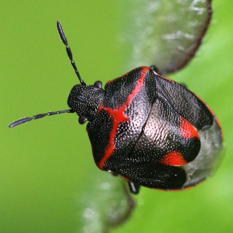 Twice-stabbed Stink Bug Cosmopepla lintneriana wee harlequin bug columbia county northwest oregon