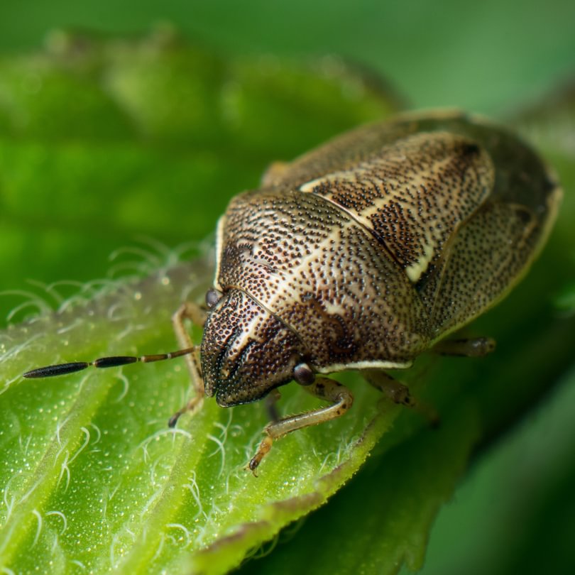 Wavy Brown Skink Bug Neottiglossa undata columbia county northwest oregon