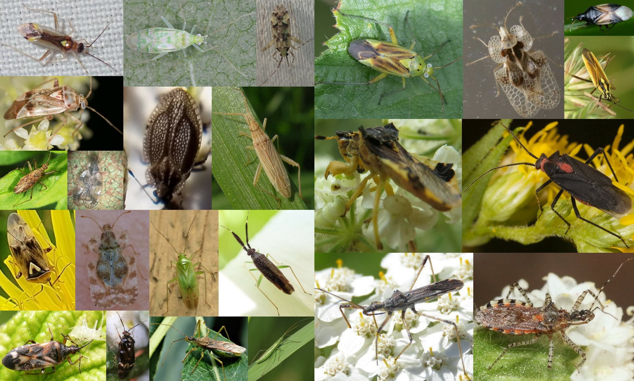 assassin, ambush, capsid, mirid, and plant bugs Columbia County northwest Oregon