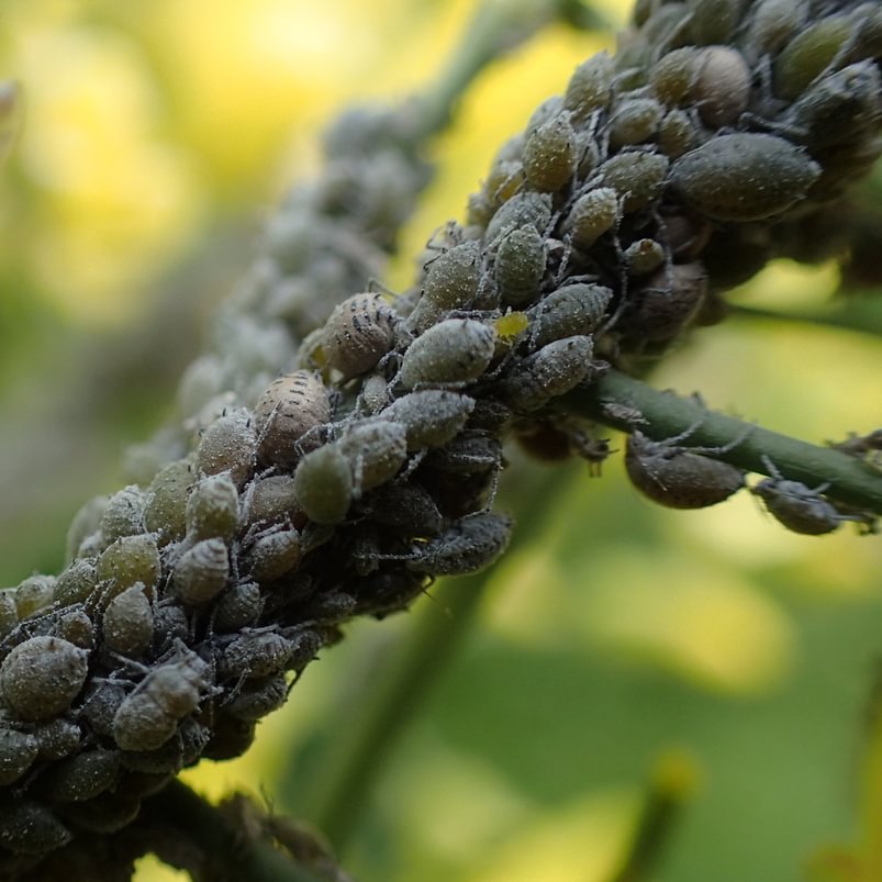 Cabbage Aphid Brevicoryne brassicae cabbage broccoli cauliflower columbia county northwest oregon