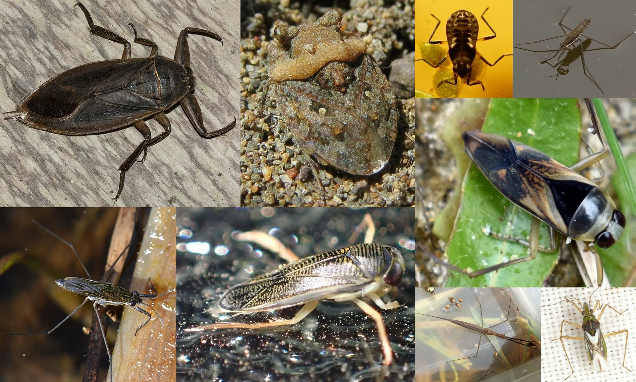 water bugs columbia county northwest oregon