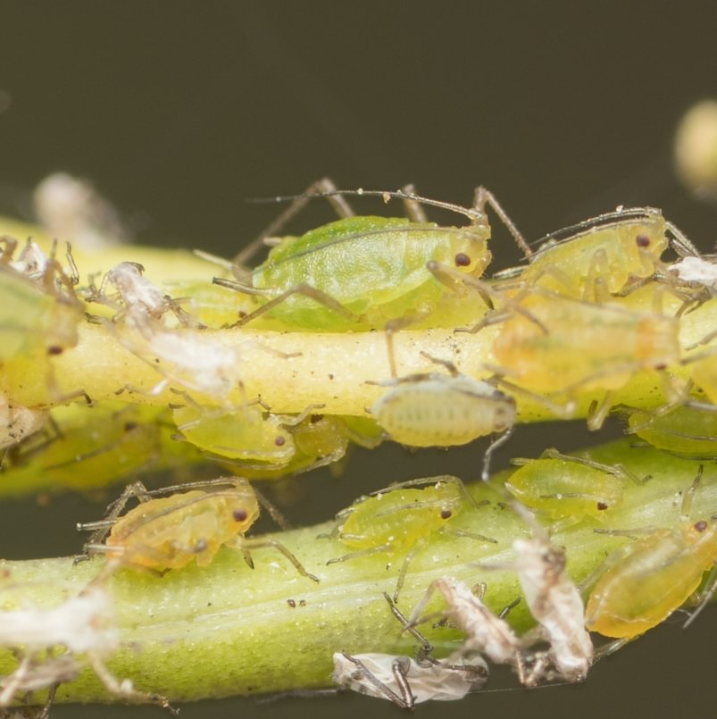 Green Peach Aphid Myzus persicae plum cherry apricot vegetables columbia county northwest oregon