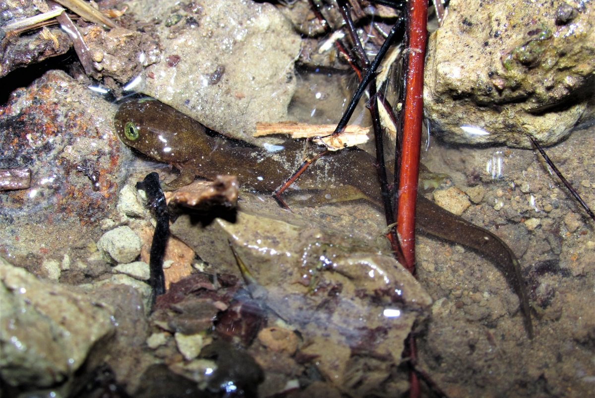 Columbia torrent salamander larva larval Rhyacotriton kezeri northwest oregon columbia county