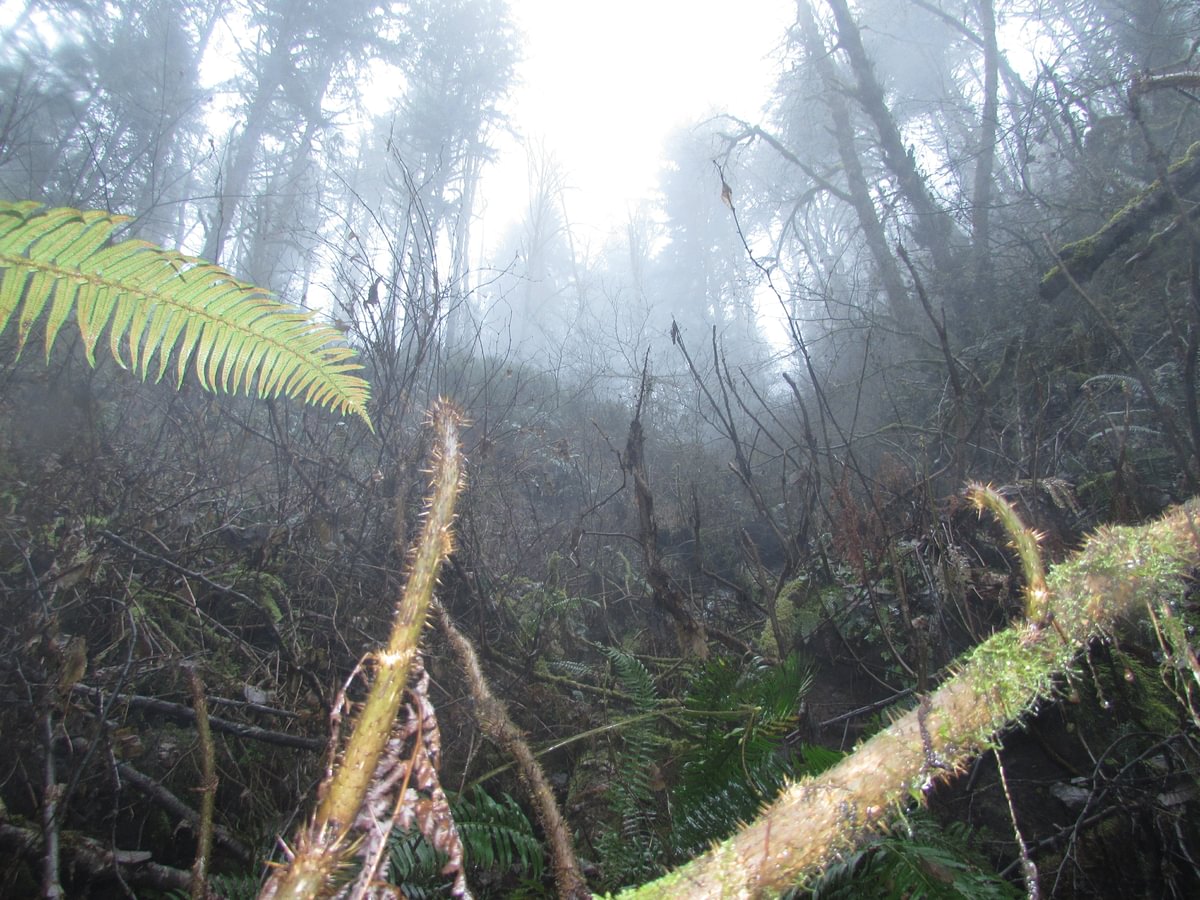 Nehalem Divide CZ Trail torrent salamander habitat