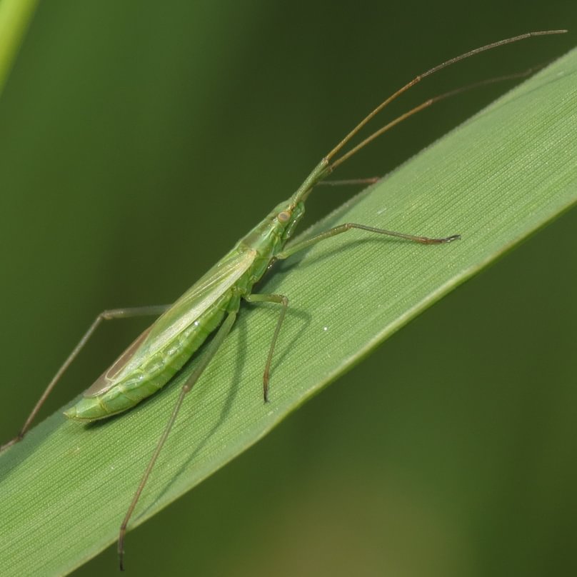 Long Thin Plant Bug Megaloceroea recticornis columbia county oregon