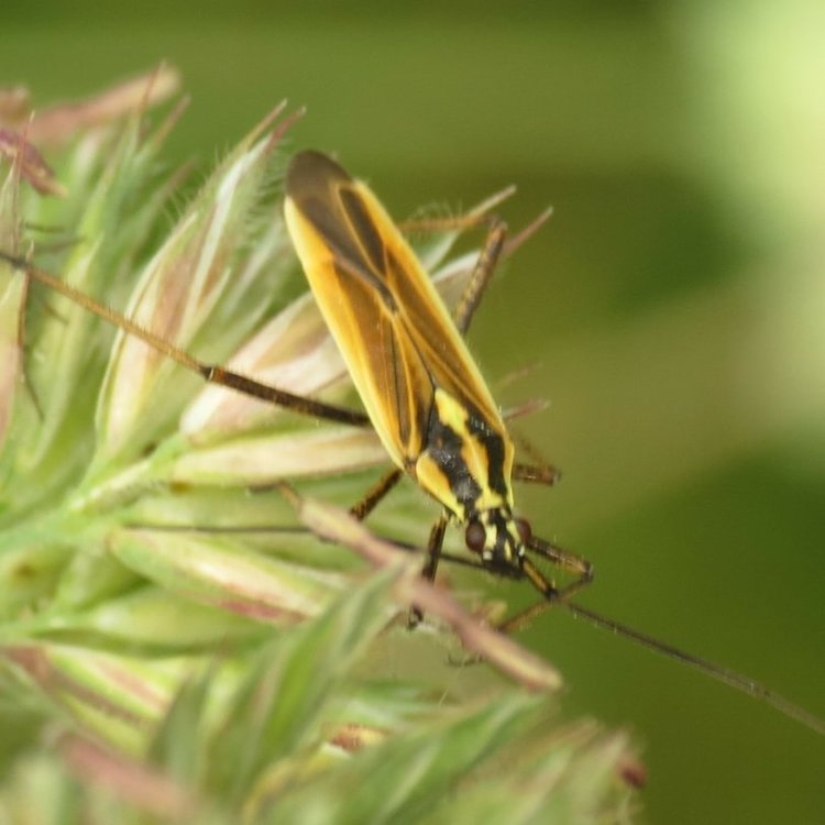 Meadow Plant Bug Leptopterna dolabrata columbia county northwest oregon