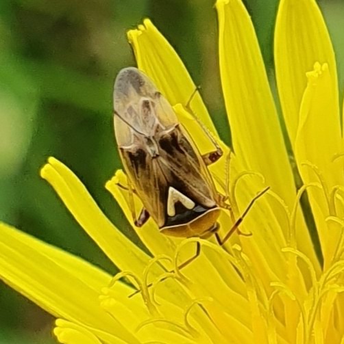 North American Tarnished Plant Bug Lygus lineolaris columbia county northwest oregon