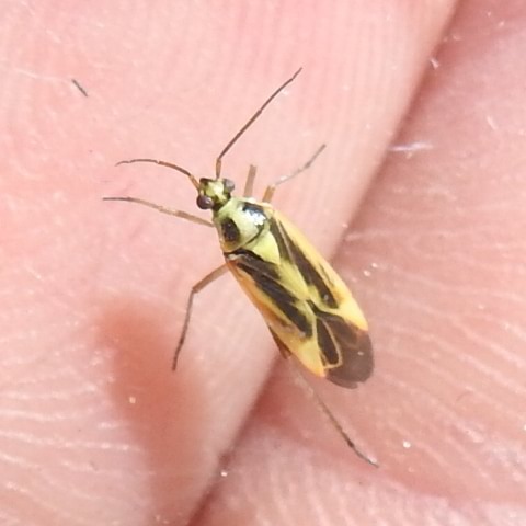 Two-spotted Grass Bug Stenotus binotatus columbia county northwest oregon
