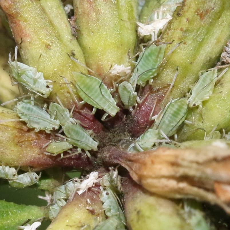 Potato Aphid Macrosiphum euphorbiae rose cabbage lettuce tomato columbia county northwest oregon