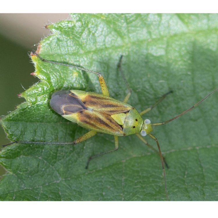 Potato Mirid Closterotomus norwegicus columbia county northwest oregon
