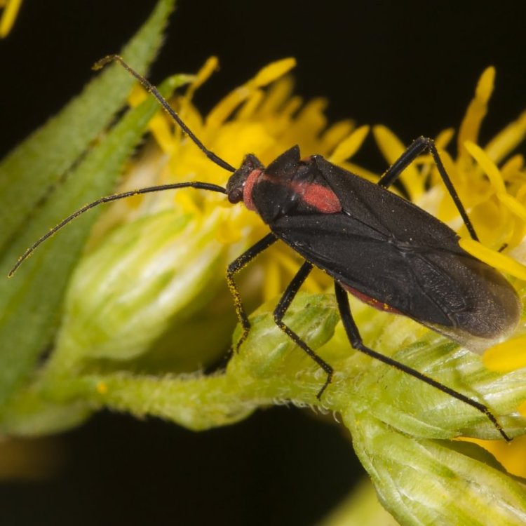 Bright-collared Plant Bugs Prepops columbia county northwest oregon