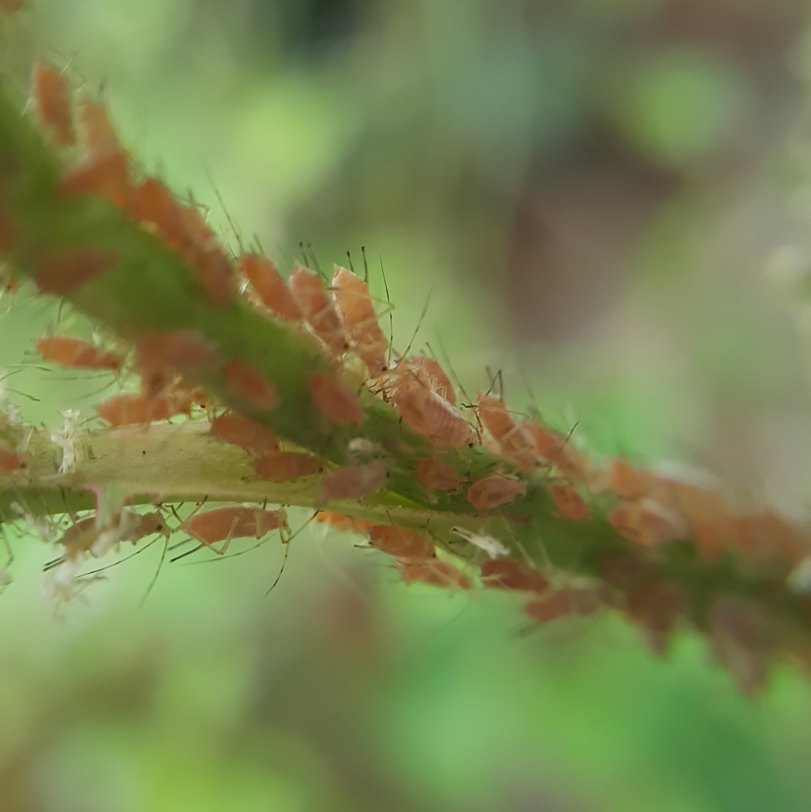 Rose Aphid Macrosiphum rosae beans potato tomato sunflower columbia county northwest oregon