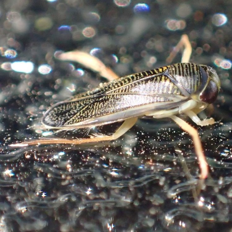 Water Boatmen Corixidae columbia county northwest oregon